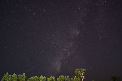 Low angle view of trees against star field at night