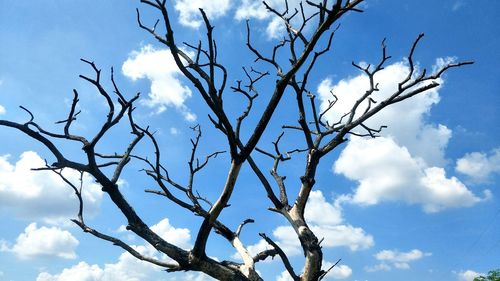 Low angle view of bare tree against sky