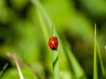 Close-up of ladybug on plant