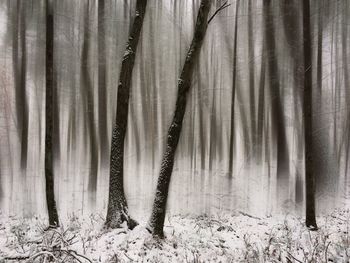 View of trees in forest during winter