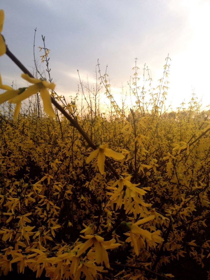 growth, yellow, field, sky, beauty in nature, nature, tranquility, flower, agriculture, tranquil scene, rural scene, plant, landscape, scenics, freshness, tree, outdoors, sunlight, farm, cloud - sky