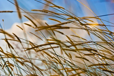 Close-up of stalks in field against sky