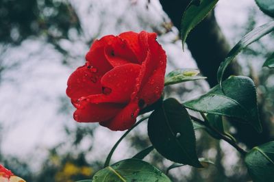 Close-up of red rose