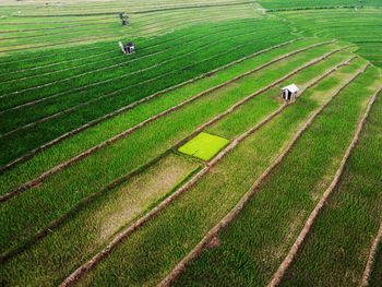 Aerial panorama of agrarian rice fields landscape like a terraced rice fields ubud bali indonesia