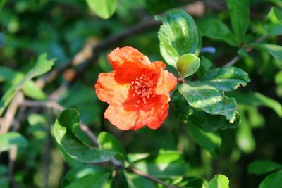 Close-up of red flowers