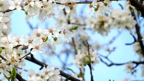 Low angle view of white apple blossoms in spring