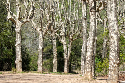 View of pine trees in forest