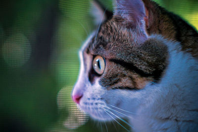 Close-up of cat looking away