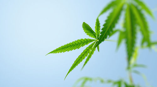 Close-up of plant against sky