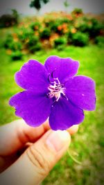 Close-up of hand holding flower