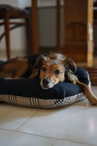 Portrait of dog resting on floor at home