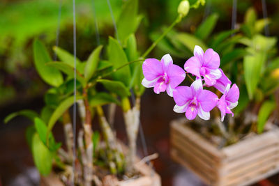 Close-up of purple flowering plant