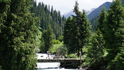 Scenic view of river amidst trees in forest