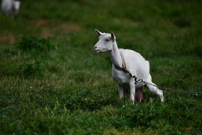 White horse on field