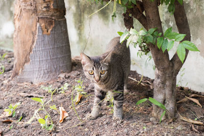 Thai domestic cat