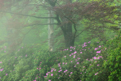 Trees in forest