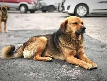 Close-up of dog sitting on road