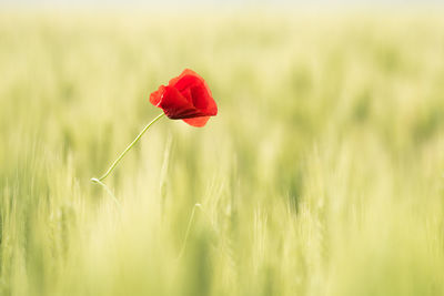 Close-up of red poppy flower on field