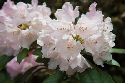 Close-up of white cherry blossoms