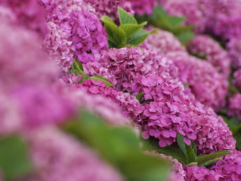 Close-up of pink flowers