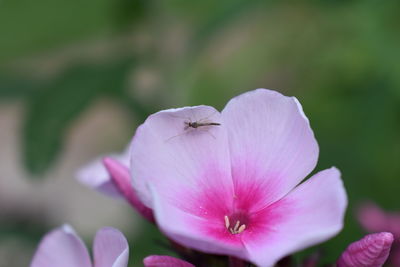 Close-up of insect on pink flower