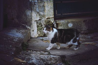 Cat sitting outdoors