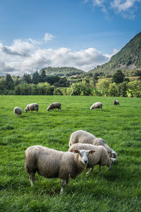 Sheep in a field