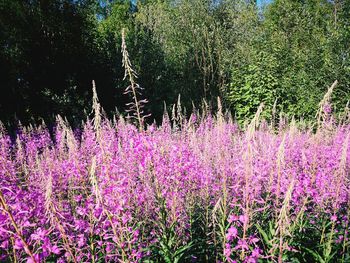 Purple flowering plants on field