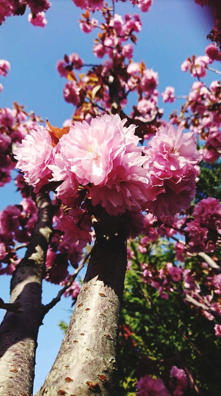 plant, flowering plant, flower, pink color, growth, fragility, vulnerability, beauty in nature, freshness, tree, day, close-up, nature, no people, low angle view, blossom, petal, springtime, focus on foreground, branch, flower head, outdoors, cherry blossom, cherry tree, spring