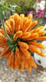 Close-up of orange flowers blooming outdoors