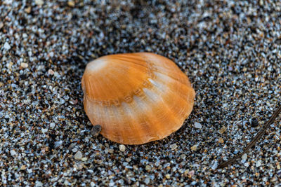 Close-up of seashell on beach