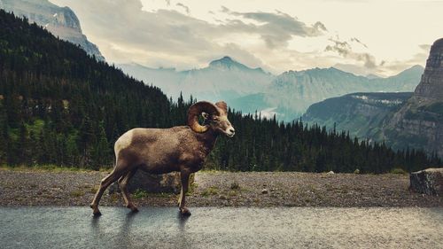 View of a mouflon on landscape