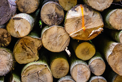 Full frame shot of logs in forest