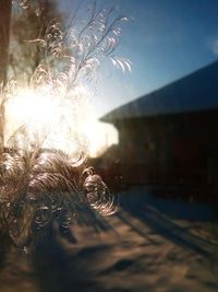 Close-up of plant against sky during sunset