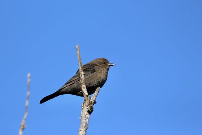 Low angle view of bird perching on branch against clear blue sky