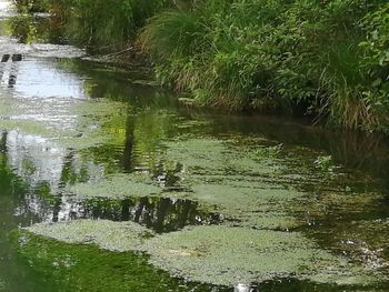 Scenic view of lake in forest