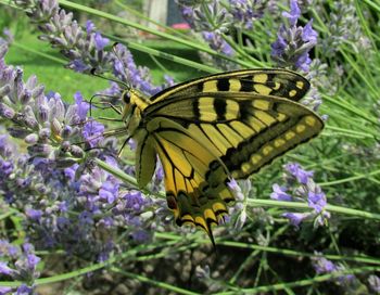 Close-up of butterfly pollinating on purple flower