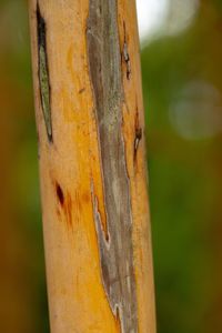 Close-up of tree trunk in forest