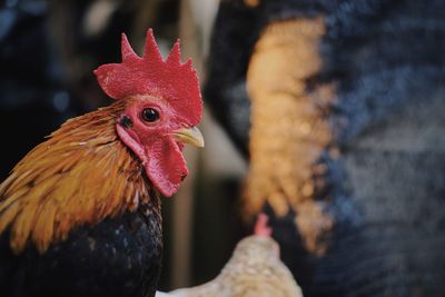 Close-up of rooster