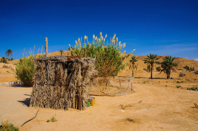 Trees on desert against blue sky