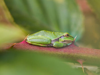 Close-up of insect on leaf