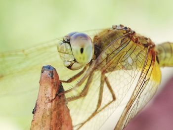 Close-up of dragonfly