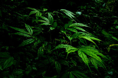 Close-up of fresh green plant