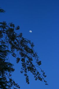 Low angle view of trees against clear blue sky