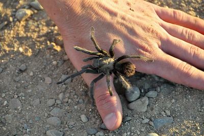 Close-up of hand holding insect