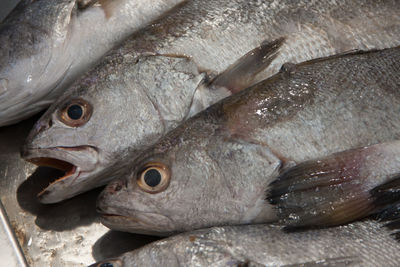 Close-up of fish for sale in market