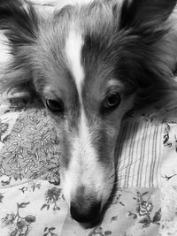 Close-up portrait of dog relaxing at home