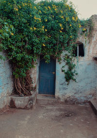 Plants growing outside building