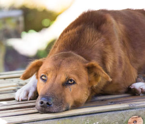 Close-up of dog