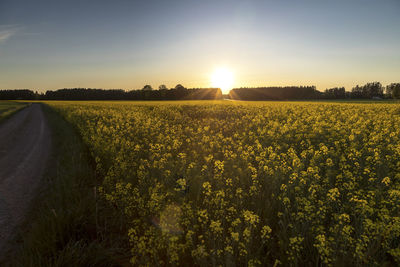 Scenic view of field against sky during sunset